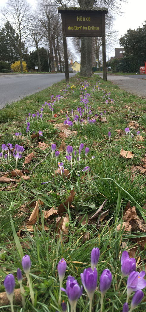 März 2021: So wie hier in Hünxe beginnen die Krokusse auch an den anderen Standorten zu blühen. Sieht besser aus und bietet Futter für Insekten.